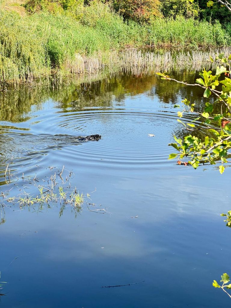 Дратхаар пливе водоймою під час HZP 2026