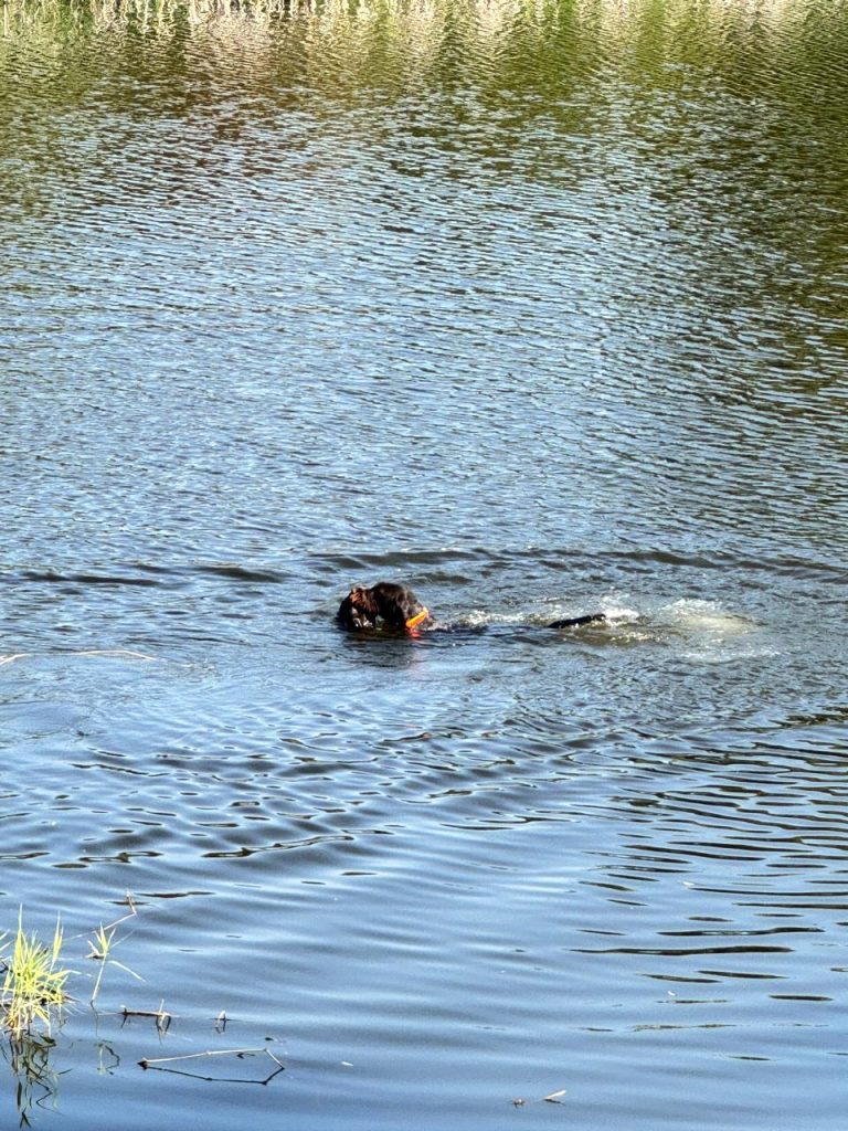 Дратхаар працює на воді під час HZP 2026