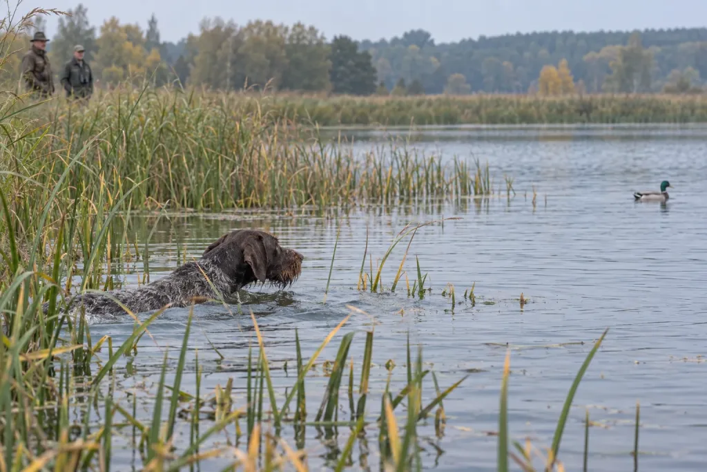 Німецький Дратхаар шукає у заростях під час водної роботи HZP