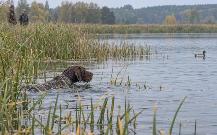 Німецький Дратхаар шукає у заростях під час водної роботи HZP